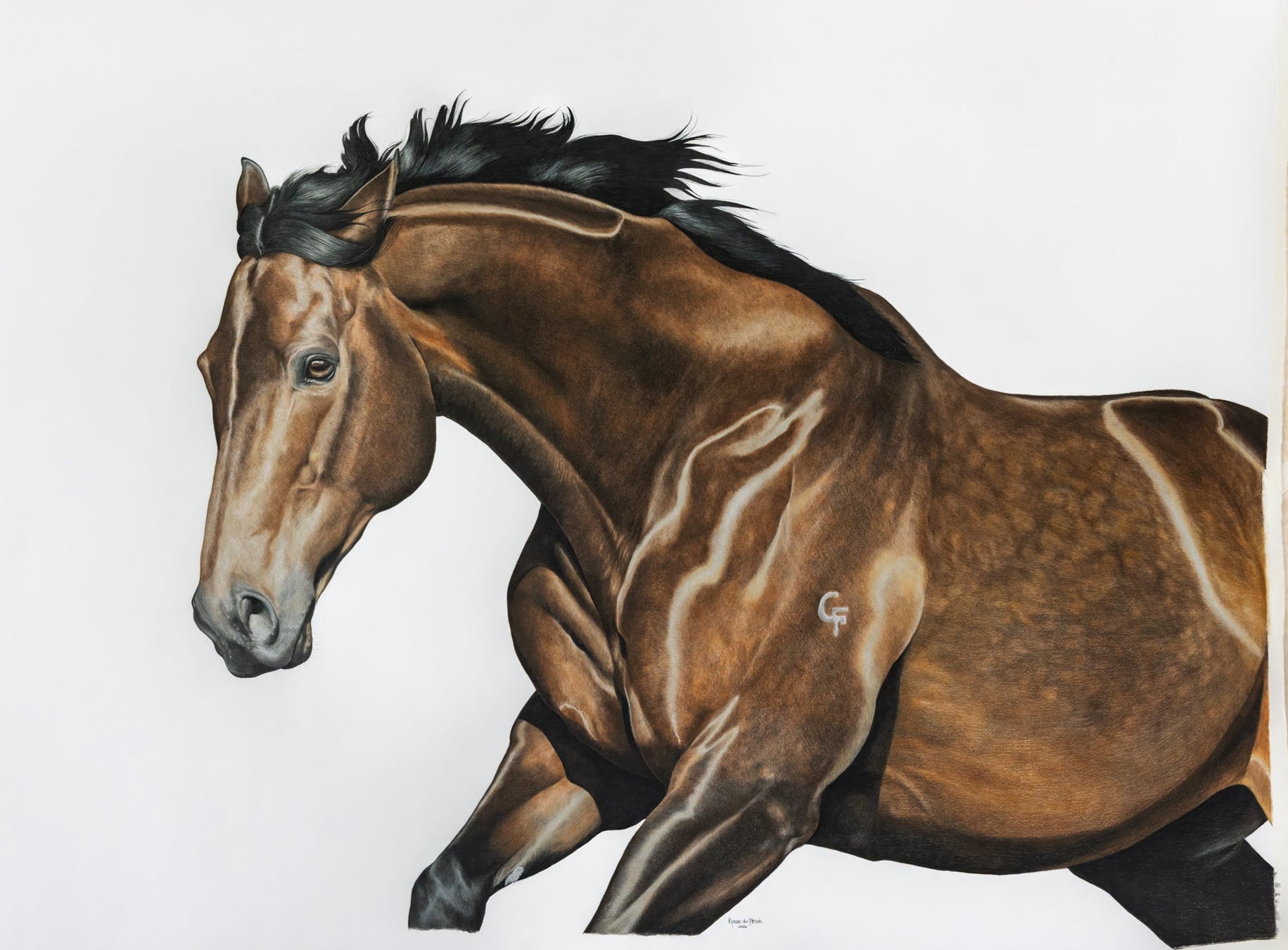 Running racehorse dark bay named Black Caviar showing movement and her brand on her shoulder