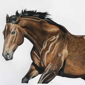 Running racehorse dark bay named Black Caviar showing movement and her brand on her shoulder