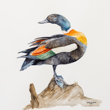 A Mountain Duck Study - ON EXIBITION